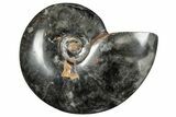 Polished Ammonite (Cleoniceras) Fossil - Unique Black Color! #282411-1